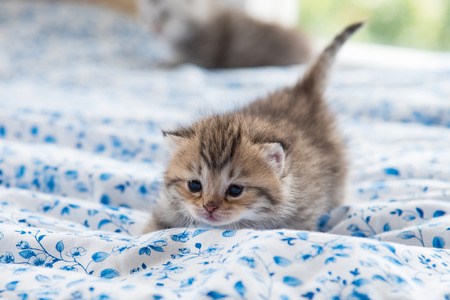Close up of  cute tabby kitten walking on the bed.の写真素材