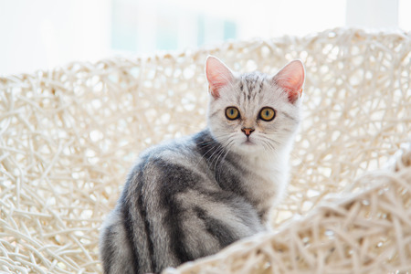 Close up of american shorthair cat sitting on the chair.の写真素材