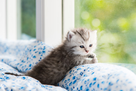 Beautiful tabby kitten lying on the bed.の写真素材