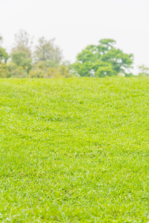 Fresh green grass on little hill in jatujak park bangkok thailand.の写真素材