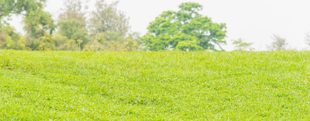 Fresh green grass on little hill in jatujak park bangkok thailand.の写真素材