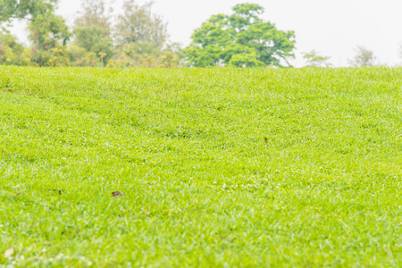 Fresh green grass on little hill in jatujak park bangkok thailand.の写真素材