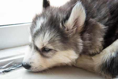 Close up of lonely cute siberian puppy lying on the ground.の写真素材