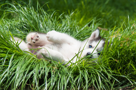 Cute puppy siberian husky sitting in the park.の写真素材