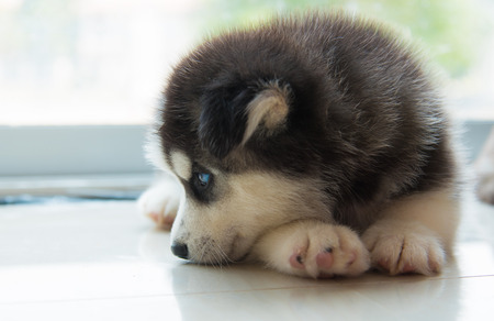 Close up of cute siberian puppy lying on the ground.の写真素材