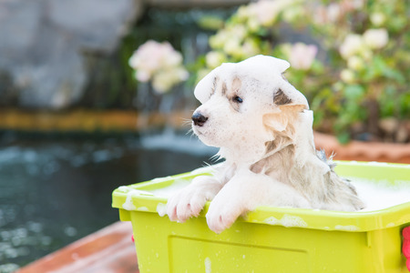Cute puppy siberian husky bathing in green plastic box.の写真素材
