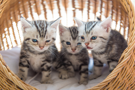 Close up of cute american shorthair kitten sitting in wooden basket.の写真素材