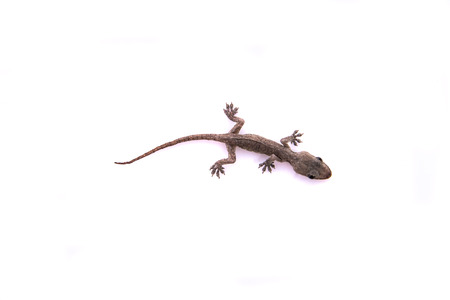 Close up of baby lizard on white background isolated.の写真素材