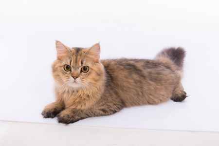Close up of cute persian tabby cat sitting on the ground.の写真素材