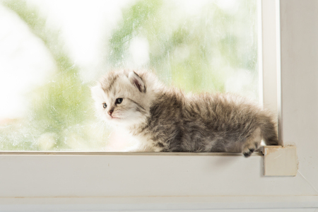 Close up of cute kitten on the window.の写真素材