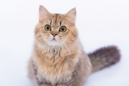 Close up of cute persian tabby cat sitting on the ground.の写真素材