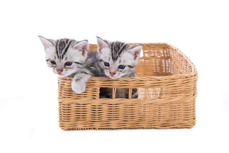 Close up of cute american shorthair kitten sitting in wooden basket on white background isolated.の写真素材