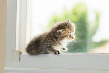 Close up of cute kitten on the window.の写真素材