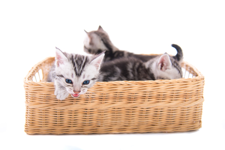 Close up of cute american shorthair kitten sitting in wooden basket on white background isolated.の写真素材