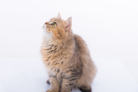 Close up of cute persian tabby cat sitting on the ground.の写真素材