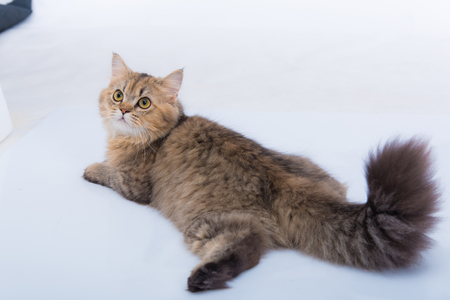Close up of cute persian tabby cat sitting on the ground.の写真素材