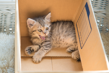 Close up of hungry kitten sitting and wait for food in paper box.の写真素材