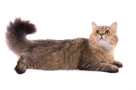Close up of cute persian tabby cat on white background isolated.の写真素材