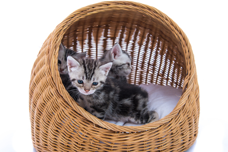 Close up of cute american shorthair kitten sitting in wooden basket on white background isolated.の写真素材