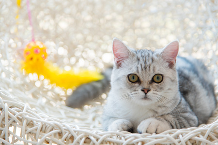 Close up of beautiful american shorthair cat lying on the pet bed.の写真素材