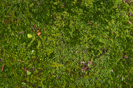 Beautiful green color moss on the ground in japan.の写真素材