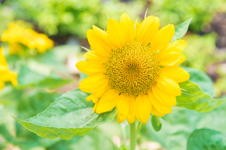 Close up of beautiful sunflower in garden bangkok thailand.の写真素材