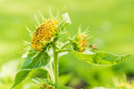 Close up of beautiful sunflower in garden bangkok thailand.の写真素材