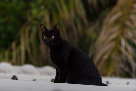 Close up of beautiful black cat on the roof.の写真素材