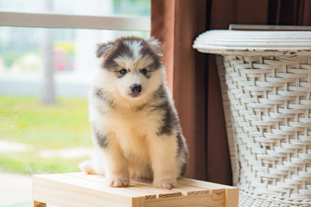 Close up of cute puppy siberian husky standing on wooden box.の写真素材