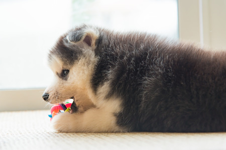 Close up of cute puppy siberian husky playing dog toy on the ground.の写真素材