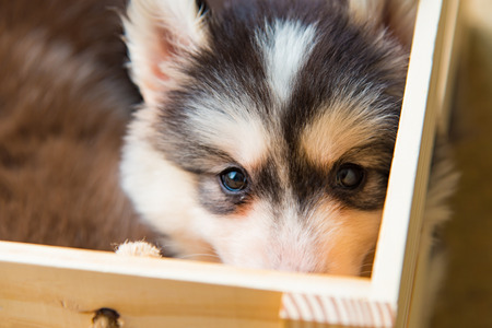 Close up of siberian husky sitting in wooden box.の写真素材