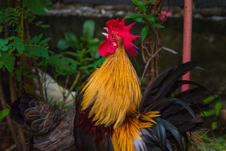 Close up of beautiful color chicken walking and find food in local chicken farm thailand.