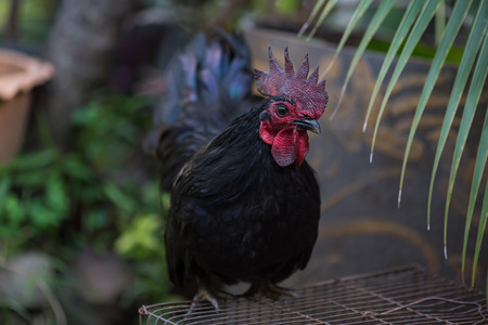 Close up of beautiful color chicken walking and find food in local chicken farm thailand.