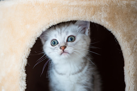 Close up of cute persian kitty playing on pet tower in homeの写真素材