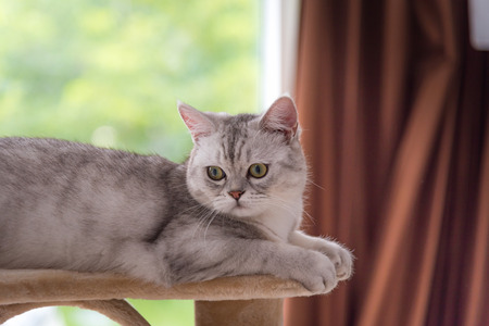 Close up of cute tabby persian cat sitting on cat tower in cat cafe.の写真素材