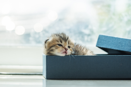 Close up of cute lazy tabby persian kitten lying in blue paper box in the orning.の写真素材
