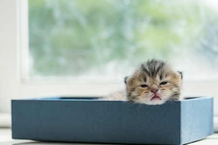 Close up of cute lazy tabby persian kitten lying in blue paper box in the orning.の写真素材