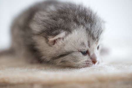 Close up of cute american short hair kitten sleepy on wool pet bed.の写真素材