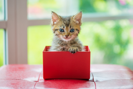 Close up of brown tabby persian kitten sit and look in paper gift box.の写真素材