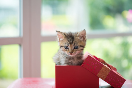 Close up of brown tabby persian kitten sit and look in paper gift box.の写真素材
