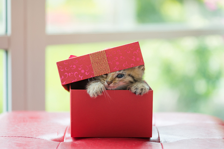 Close up of brown tabby persian kitten sit and look in paper gift box.の写真素材
