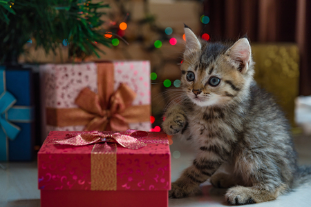 Close up of cute brown tabby persian kitten play and looking for gift in christmas day.の写真素材