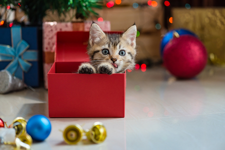 Cute kitten in christmas.の写真素材