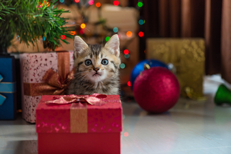 Cute kitten in christmas.の写真素材