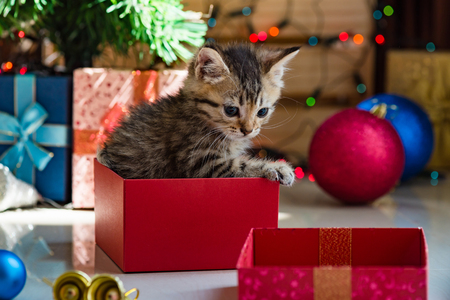 Close up of cute brown tabby persian kitten play and looking for gift in christmas day.の写真素材