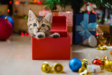Close up of cute brown tabby persian kitten play and looking for gift in christmas day.の写真素材