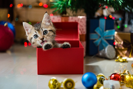 Close up of cute brown tabby persian kitten play and looking for gift in christmas day.の写真素材