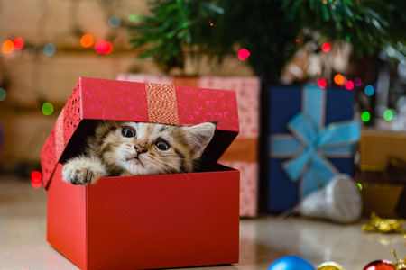 Close up of cute brown tabby persian kitten play and looking for gift in christmas day.の写真素材