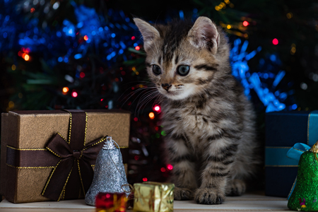 Close up of cute brown tabby persian kitten play and looking for gift in christmas day.の写真素材
