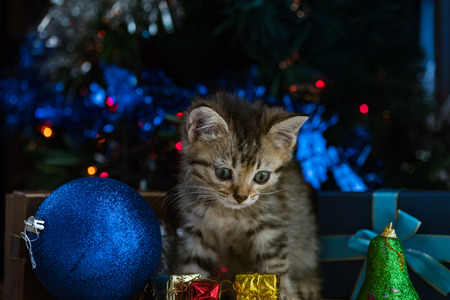 Close up of cute brown tabby persian kitten play and looking for gift in christmas day.の写真素材